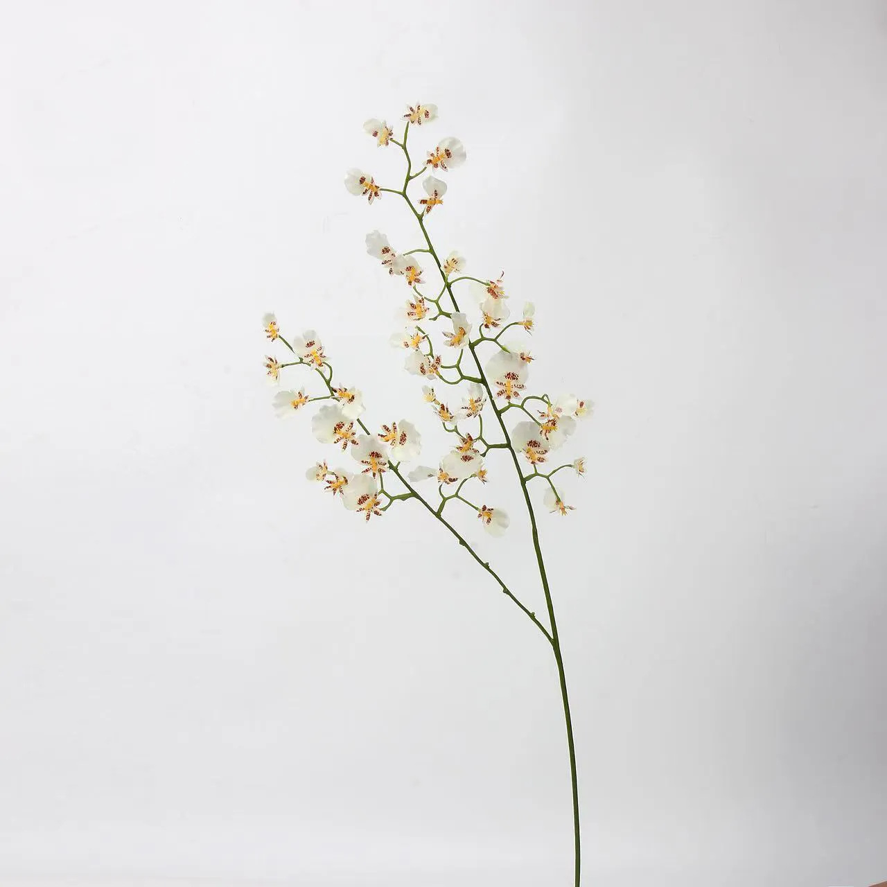 choris orchid