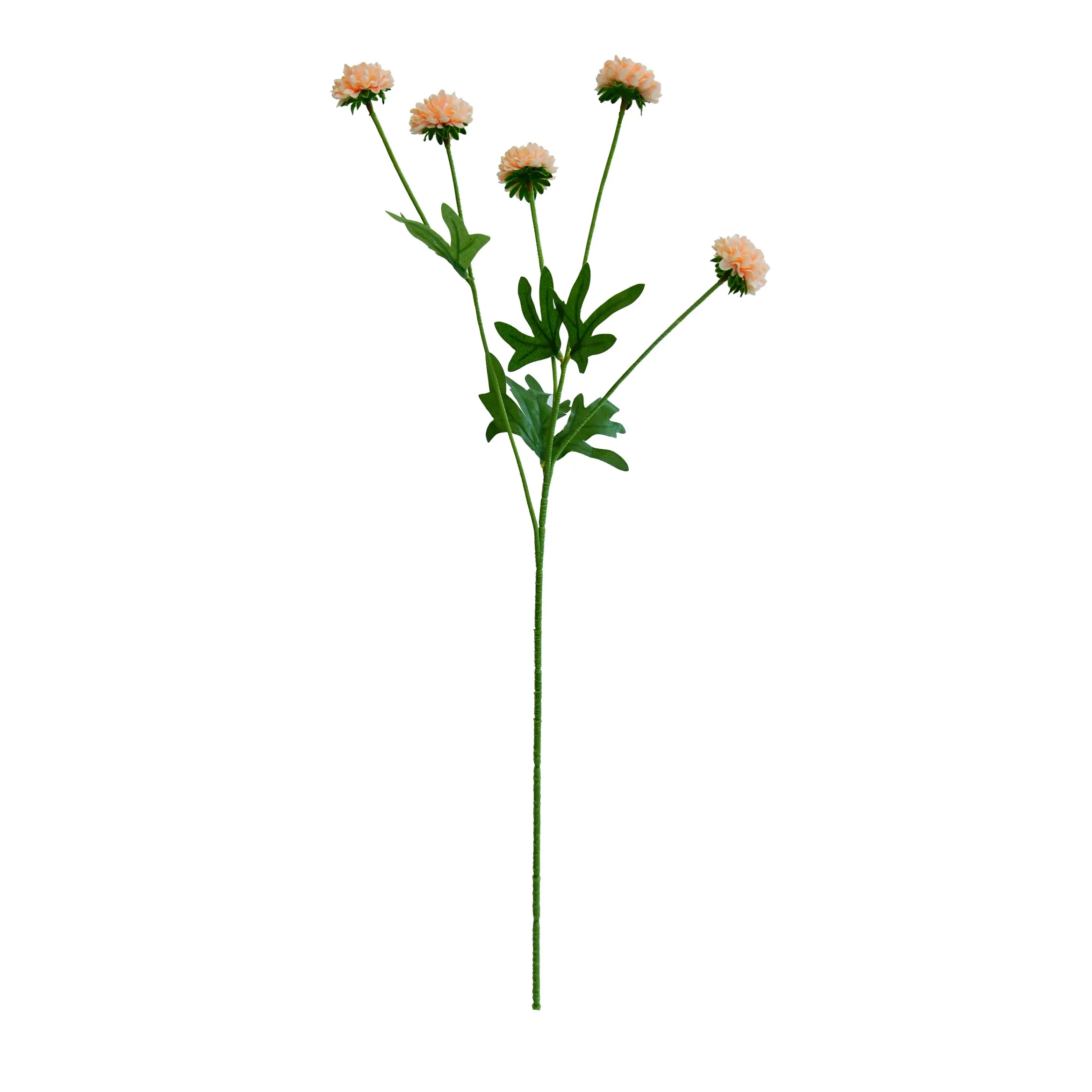 Unum chrysanthemum