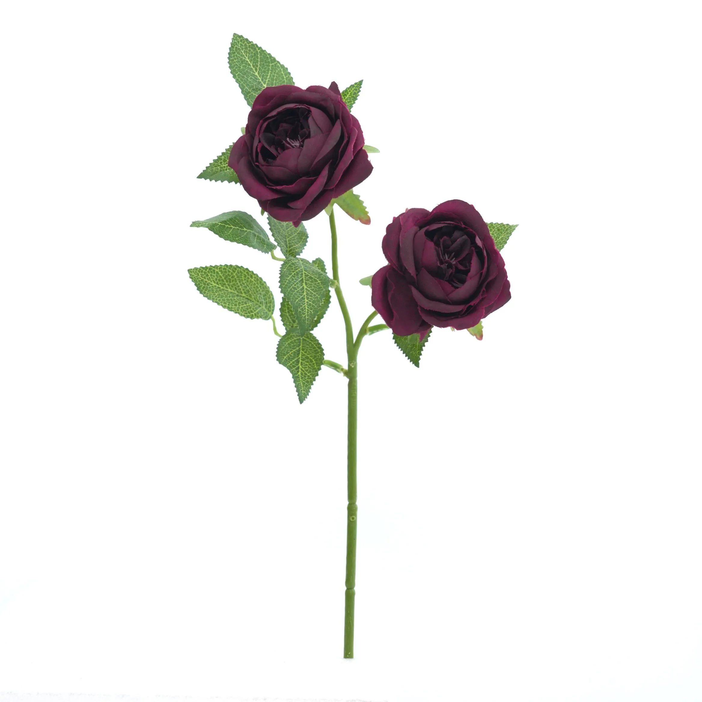 II rosas