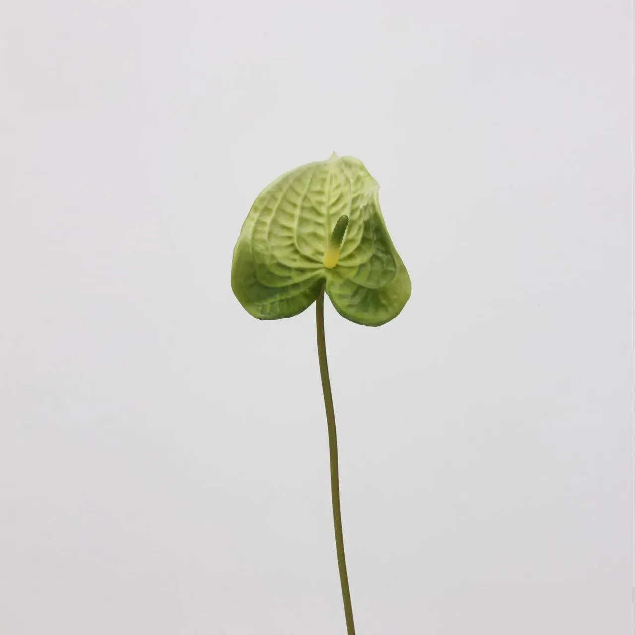 anthurium palmam