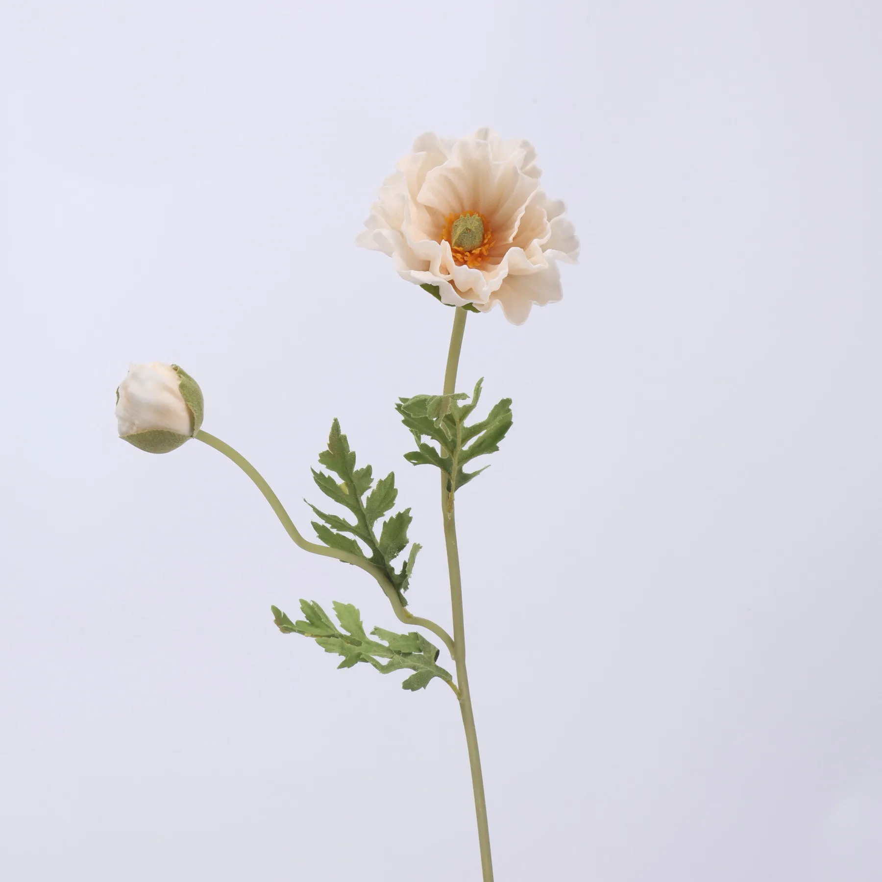 populum