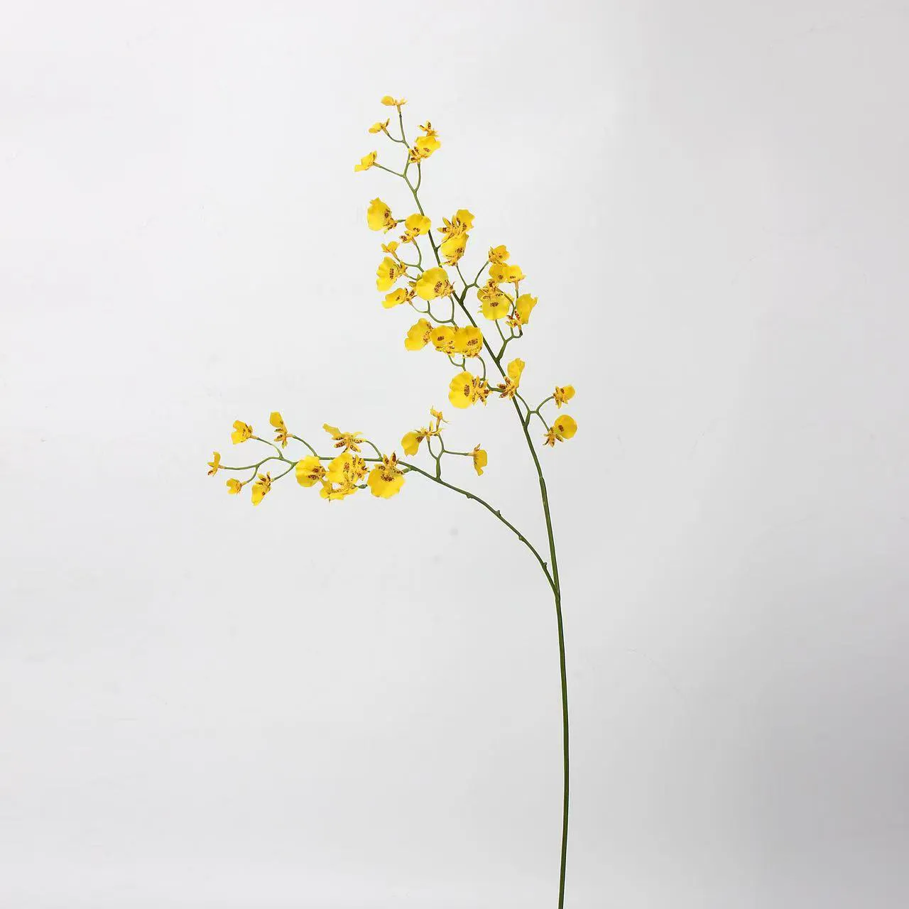 choris orchid